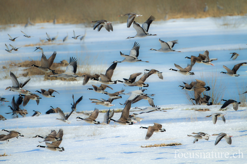 Oie 8627.jpg - Bernache du Canada, Branta canadensis, Canada Goose (Hornborgasjön, Suède, avril 2013)